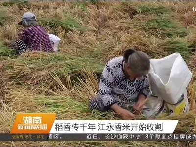 稻香传千年 江永香米开始收割