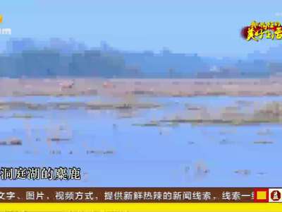 我们向往的美好生活——好大的岳阳