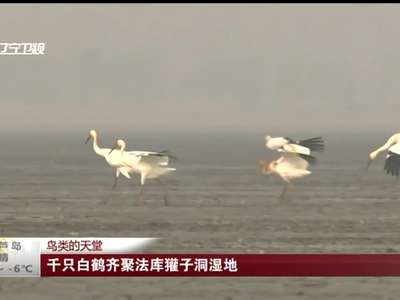 [视频]鸟类的天堂 千只白鹤齐聚法库獾子洞湿地