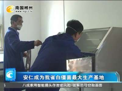 安仁成我省白僵菌最大生产基地
