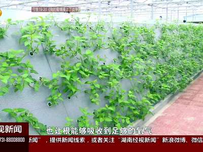 无土种蔬菜 不光好看还好吃