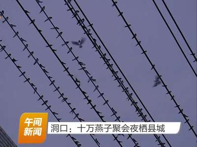洞口：十万燕子聚会夜栖县城