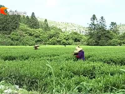 益阳：茯砖茶开启智能化生产时代