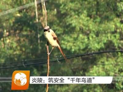 炎陵：筑安全“千年鸟道”