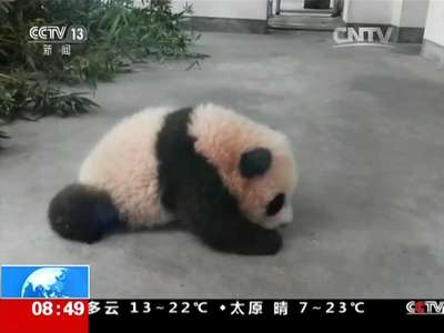 [视频]上海：熊猫宝宝“花生”百日会爬了