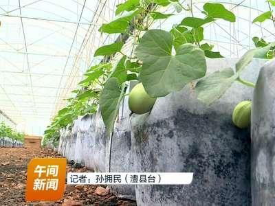 澧县：26000平“植物工厂”种水果