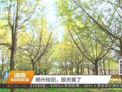 郴州桂阳：银杏黄了