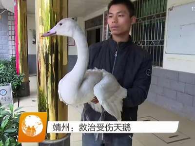 靖州：救治受伤天鹅