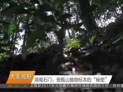 湖南石门：壶瓶山植物标本的“秘密”