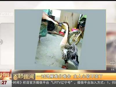 [视频]一对鸿雁难分难舍 主人心软不卖了