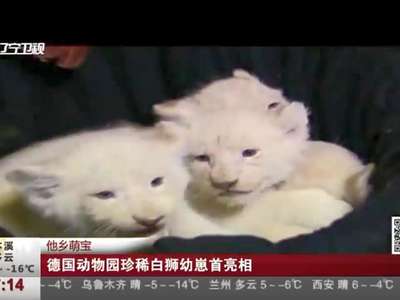 [视频]他乡萌宝：德国动物园珍稀白狮幼崽首亮相