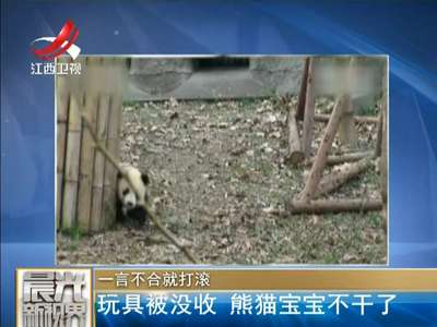 [视频]一言不合就打滚 玩具被没收熊猫宝宝不干了