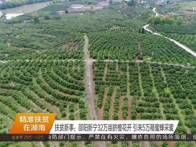 扶贫新事：邵阳新宁32万亩脐橙花开 引来5万箱蜜蜂采蜜