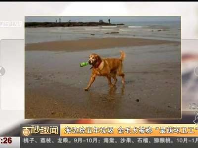 [视频]海边捡五年垃圾 金毛犬被称“最萌环卫工”