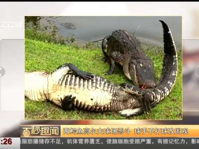 [视频]两鳄鱼高尔夫球场恶斗 球手不打球改围观