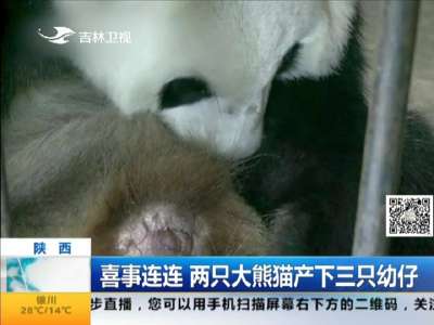 [视频]喜事连连 两只大熊猫产下三只幼仔