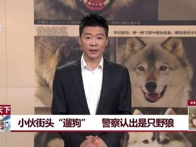 [视频]小伙街头“遛狗” 警察认出是只野狼