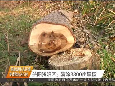 洞庭湖生态环境专项整治进行时 益阳资阳区：清除3300亩黑杨