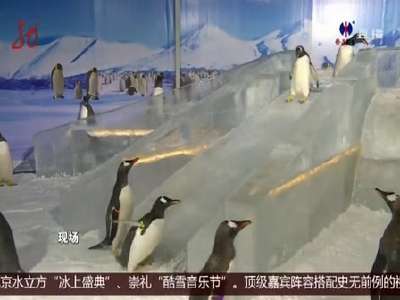 [视频] 哈尔滨：企鹅外出串门 排队玩冰滑梯