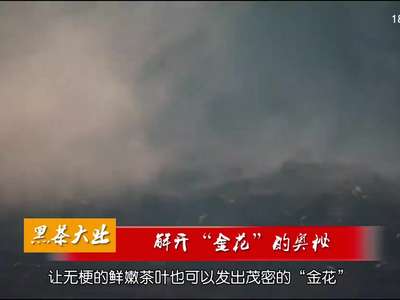 黑茶大业（4）：解开“金花”的奥秘