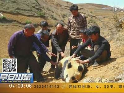 [视频]四川野生熊猫进村 村民组人墙保护争相合影