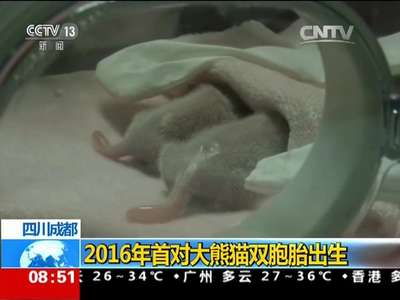 [视频]四川成都：2016年首对大熊猫双胞胎出生
