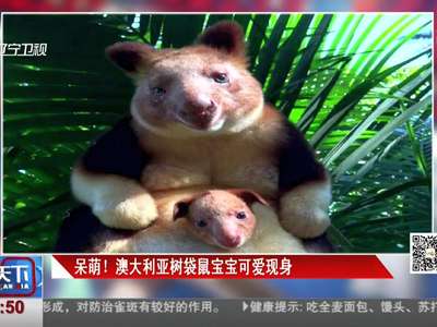 [视频]宝贝怎么这么可爱！澳大利亚树袋鼠宝宝萌化心