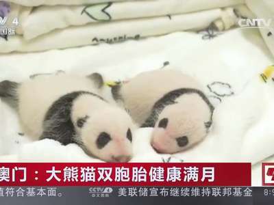 [视频]澳门：大熊猫双胞胎健康满月