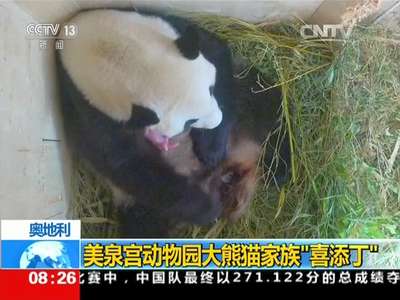 [视频]奥地利：美泉宫动物园大熊猫家族“喜添丁”