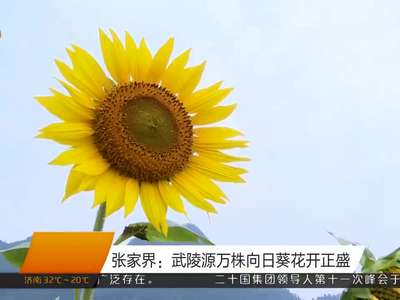 张家界：武陵源万株向日葵花开正盛