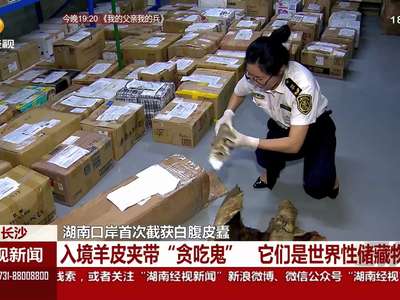 湖南口岸首次截获白腹皮蠹：入境羊皮夹带“贪吃鬼” 它们是世界性储藏物害虫