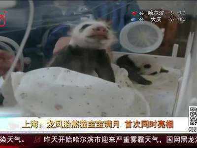 [视频]龙凤胎熊猫宝宝满月 首次同时亮相