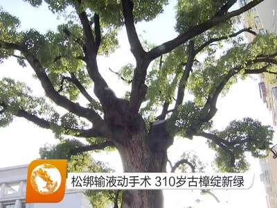 松绑输液动手术 310岁古樟绽新绿