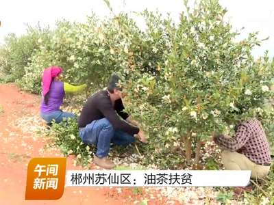 郴州苏仙区：油茶扶贫