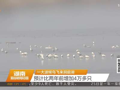 一大波候鸟飞来洞庭湖 预计比两年前增加4万多只