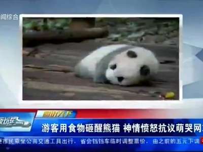 [视频]游客用食物砸醒熊猫 神情愤怒抗议萌哭网友