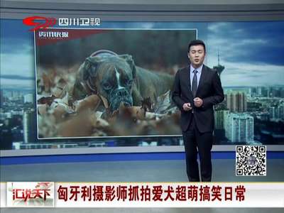 [视频]超萌！匈牙利摄影师抓拍爱犬搞笑日常