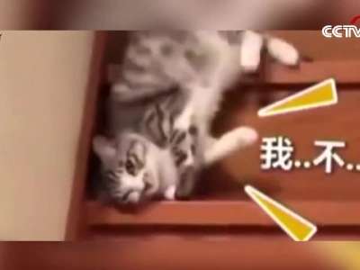 [视频]世界上最颓废的猫是怎样下楼梯的