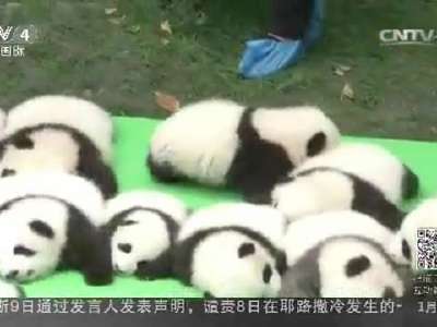 [视频]最萌大熊猫入选全球最美照片