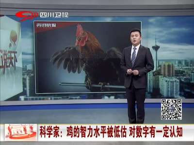 [视频]科学家：鸡的智力水平被低估 对数字有一定认知