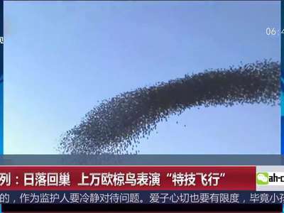 [视频]以色列：日落回巢 上万欧椋鸟表演“特技飞行”