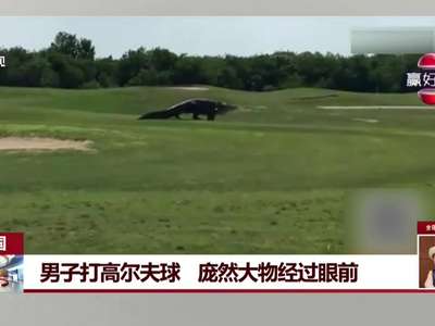 [视频]美国男子打高尔夫球 遇见4米鳄鱼悠闲“散步”