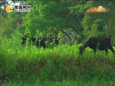 郴州安仁：六旬低保户养殖黑山羊 愁销路