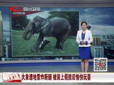 [视频]大象遭地雷炸断腿 被装上假肢后愉快玩耍
