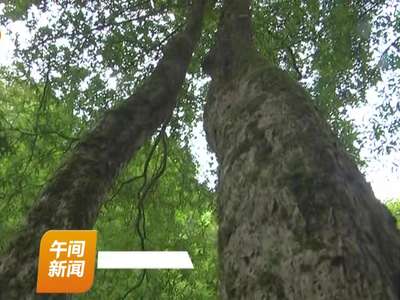 绥宁：发现国家二级保护动物阳彩臂金龟