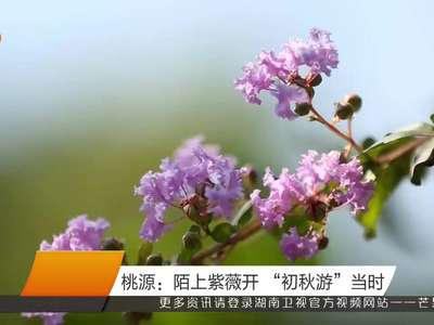 桃源：陌上紫薇开“初秋游”当时