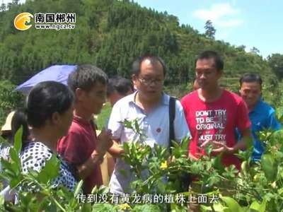 郴州：柑橘树生虫 专家支招防治