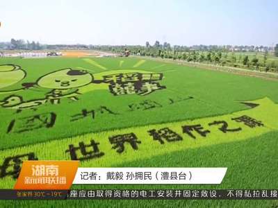 澧县城头山：稻田种出新花样 拉动农业观光游