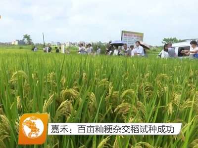 嘉禾：百亩籼粳杂交稻试种成功