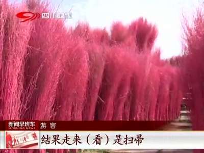 [视频]成都龙泉：格桑花俏 波斯菊艳 国庆赏花正当时